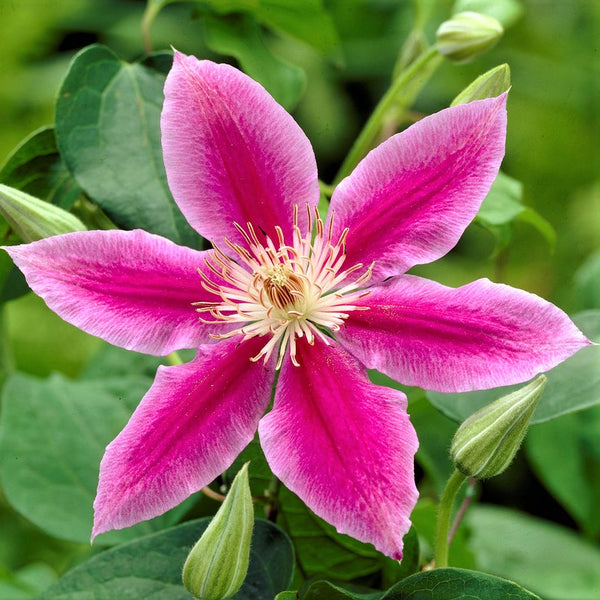 Clematis Planting Guide – Easy To Grow Bulbs