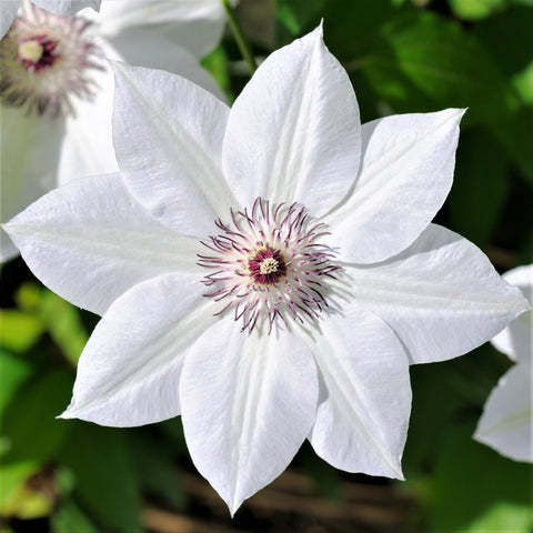 Clematis Planting & Growing Guide - Easy to Grow – Easy To Grow Bulbs