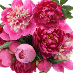 Pink Peony Bulbs For Sale | Passionate Pink Collection – Easy To Grow Bulbs