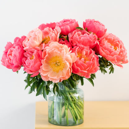 pink and coral peony blooms