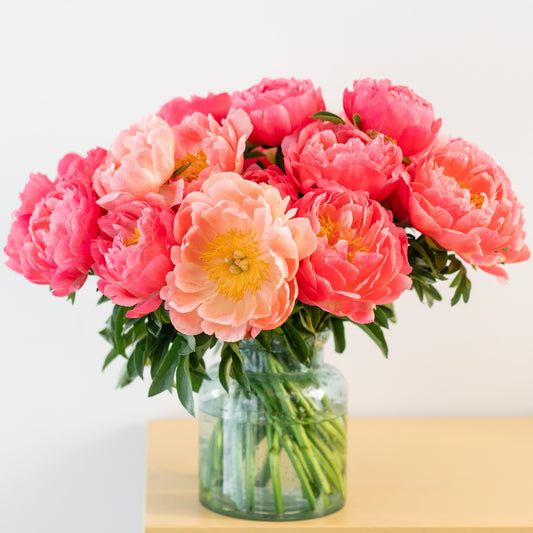 pink and coral peony blooms