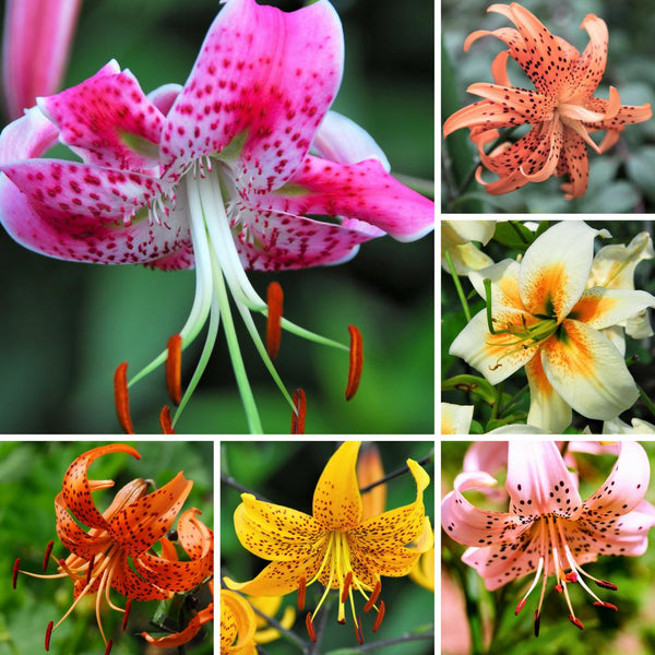tiger lily flowers images