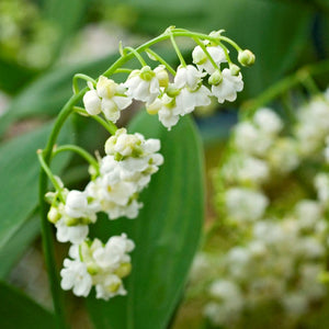 How to Plant and Grow Lily of the Valley