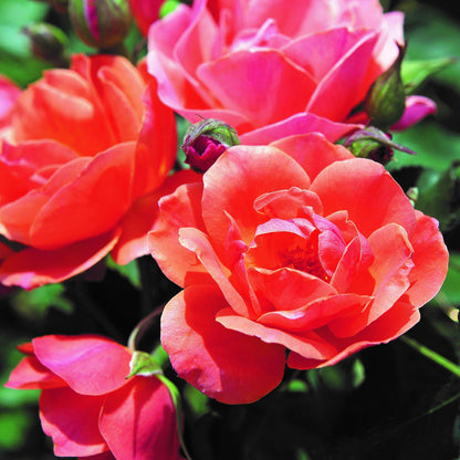 Knock Out® Rose Coral Flowers