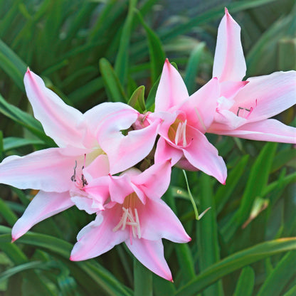 Pink Blooming Amarcrinum