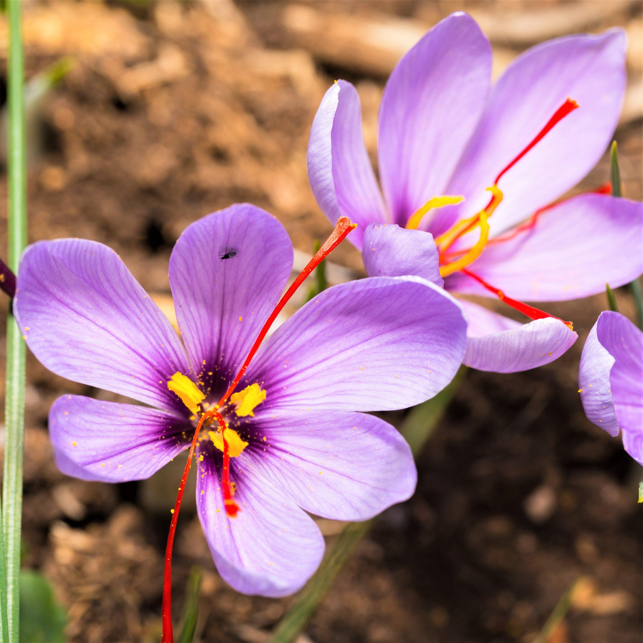 Stunning Purple Crocus Bulbs For Sale Online | Saffron – Easy To Grow Bulbs