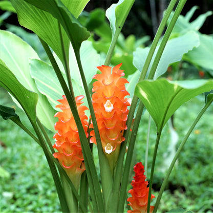 Ginger - Curcuma Roscoeana