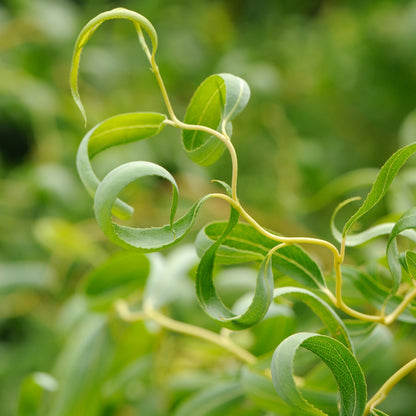 Curly willow for sale