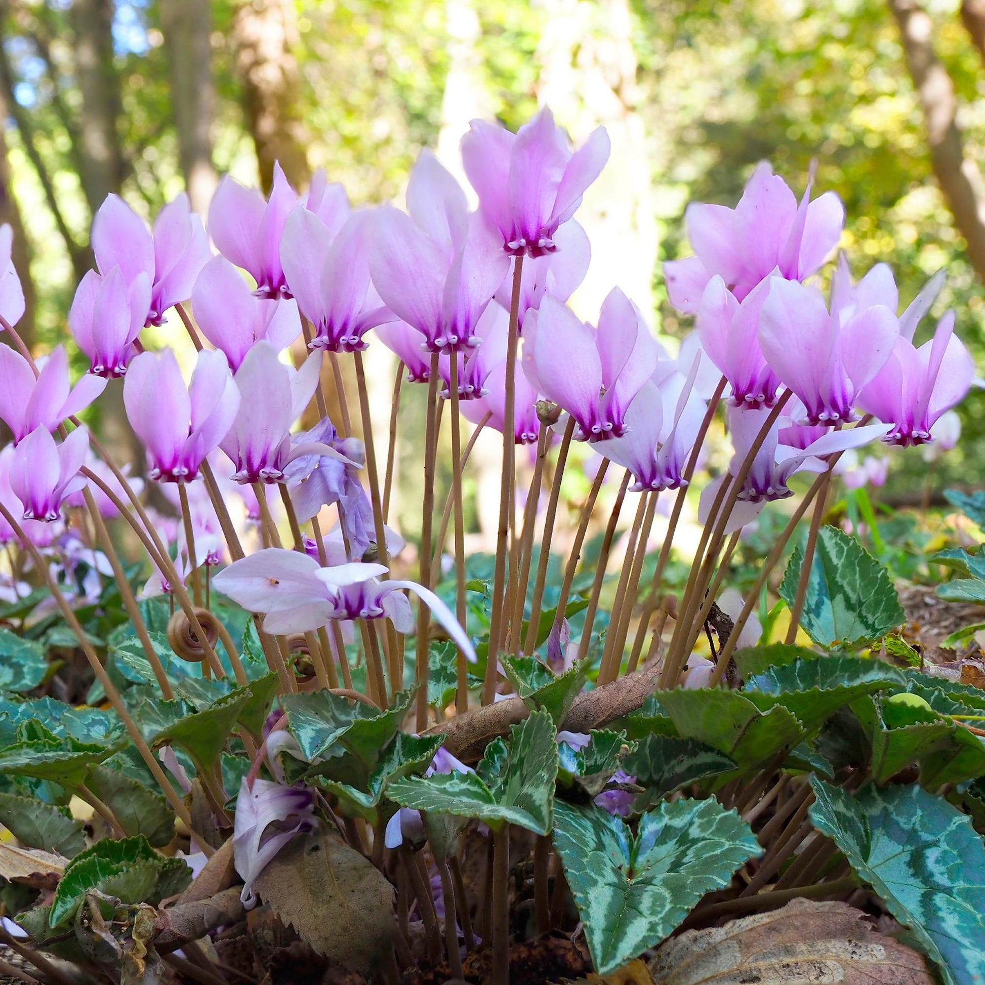 Light purple flowers of Ivy-Leaf Cyclamen