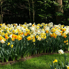 https://www.easytogrowbulbs.com/cdn/shop/products/Daffodils_classic_trumpets.DV_240x.jpg?v=1656520143