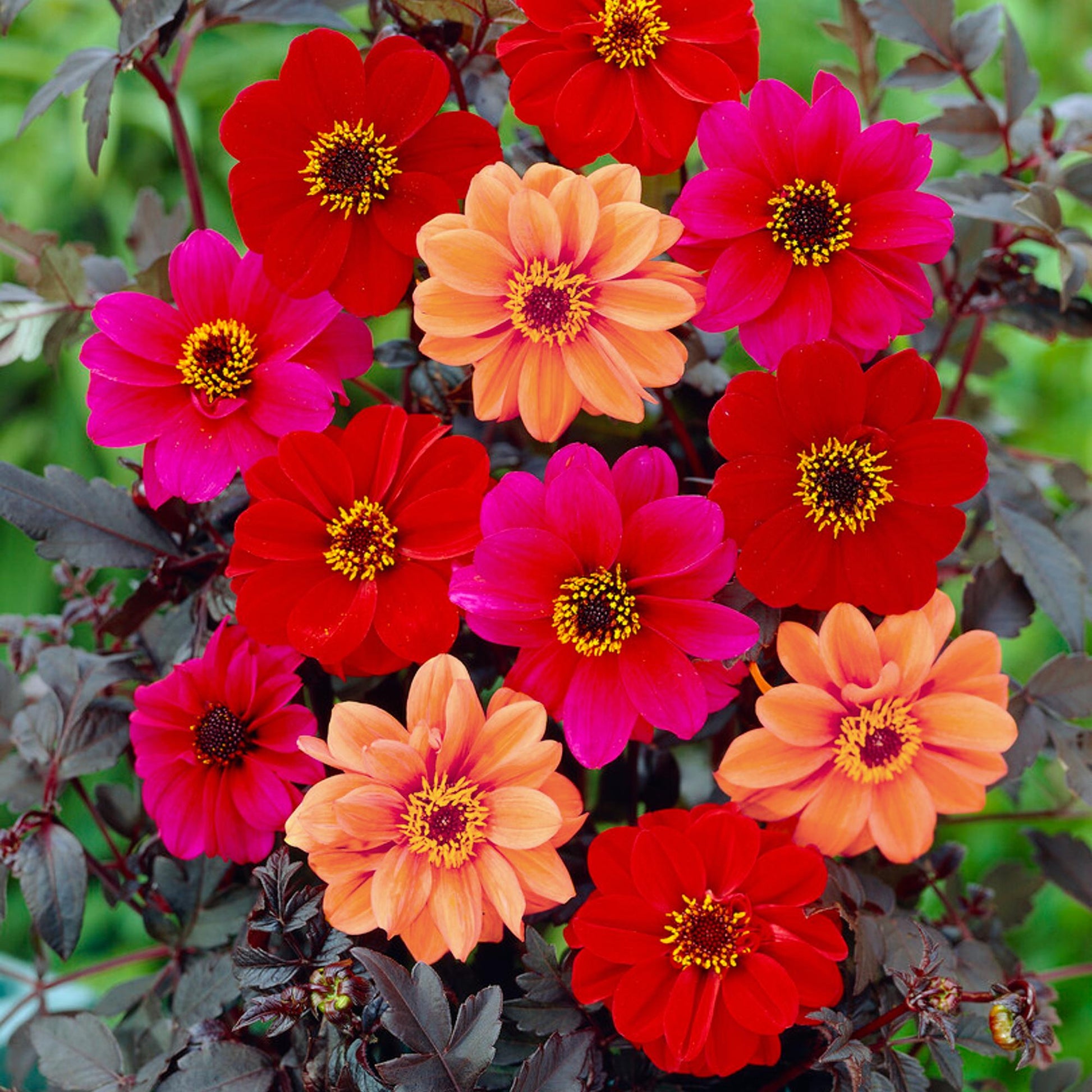 Dark Leaf Dahlia Collection with Red, Pink and Peach