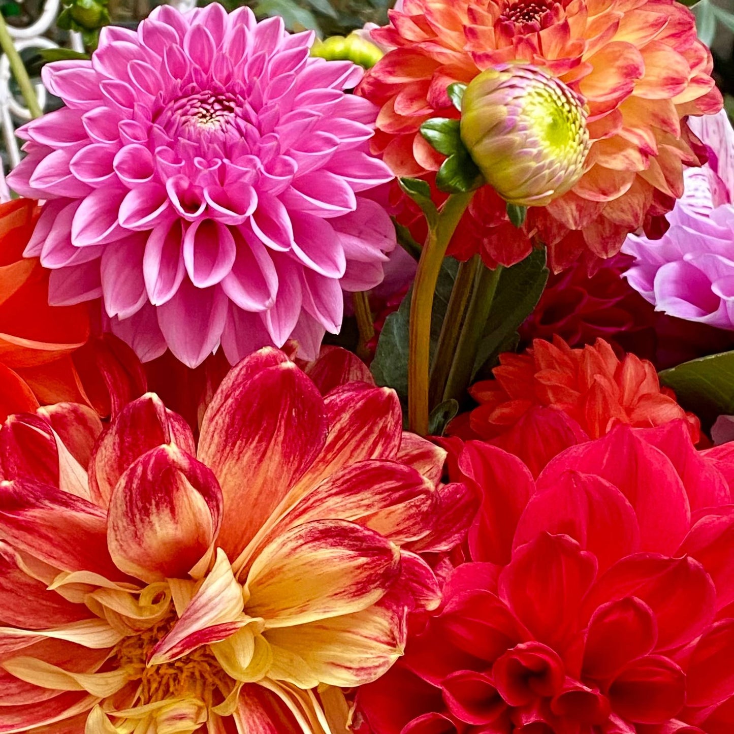 Dahlia - Dinner Plate Extravaganza Mix