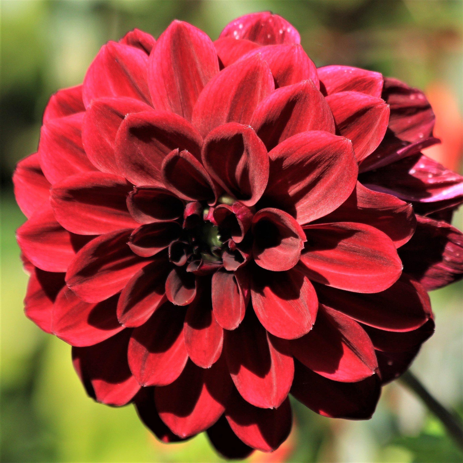 Arabian Night Dahlia Bloom