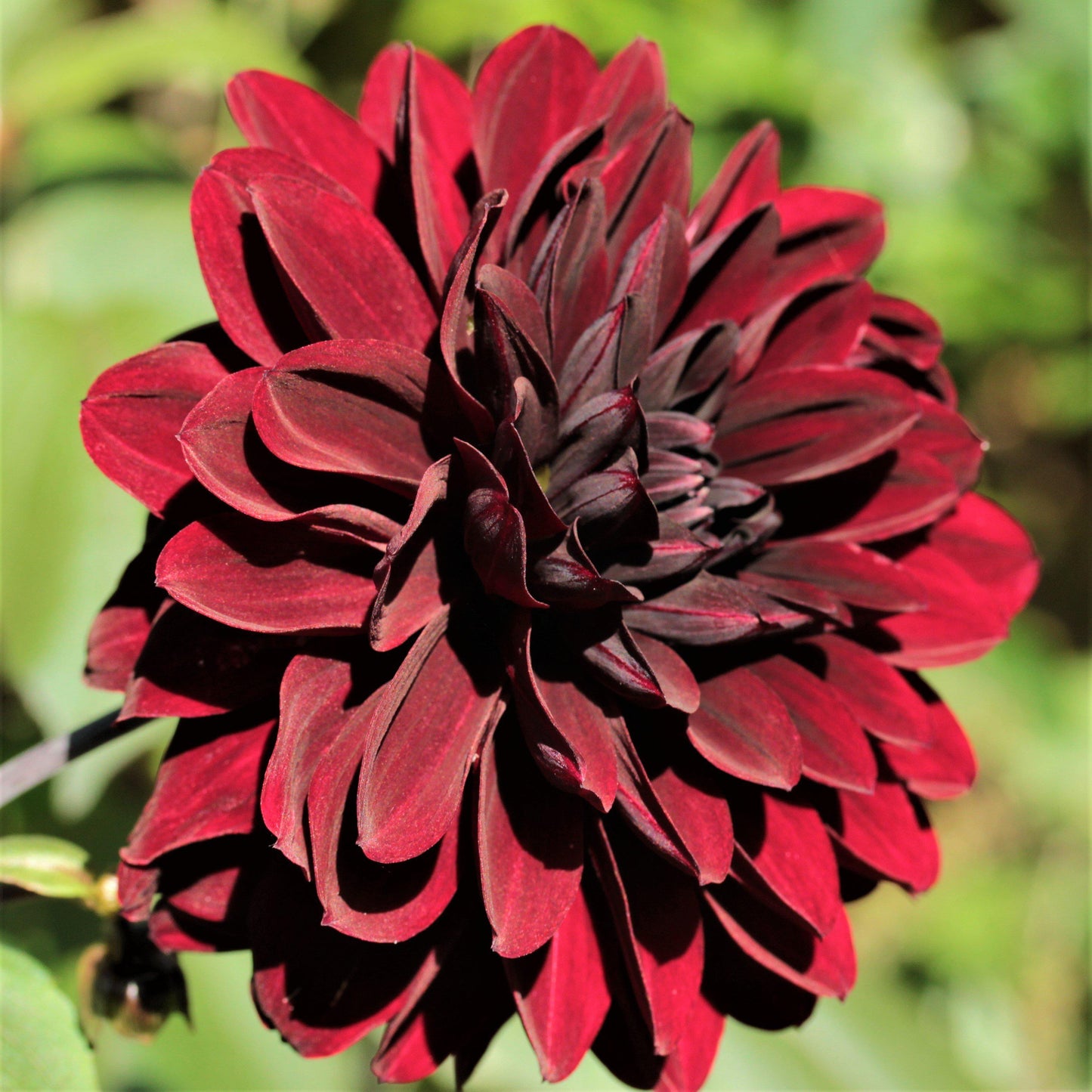 Purple Maroon Dahlia single bloom