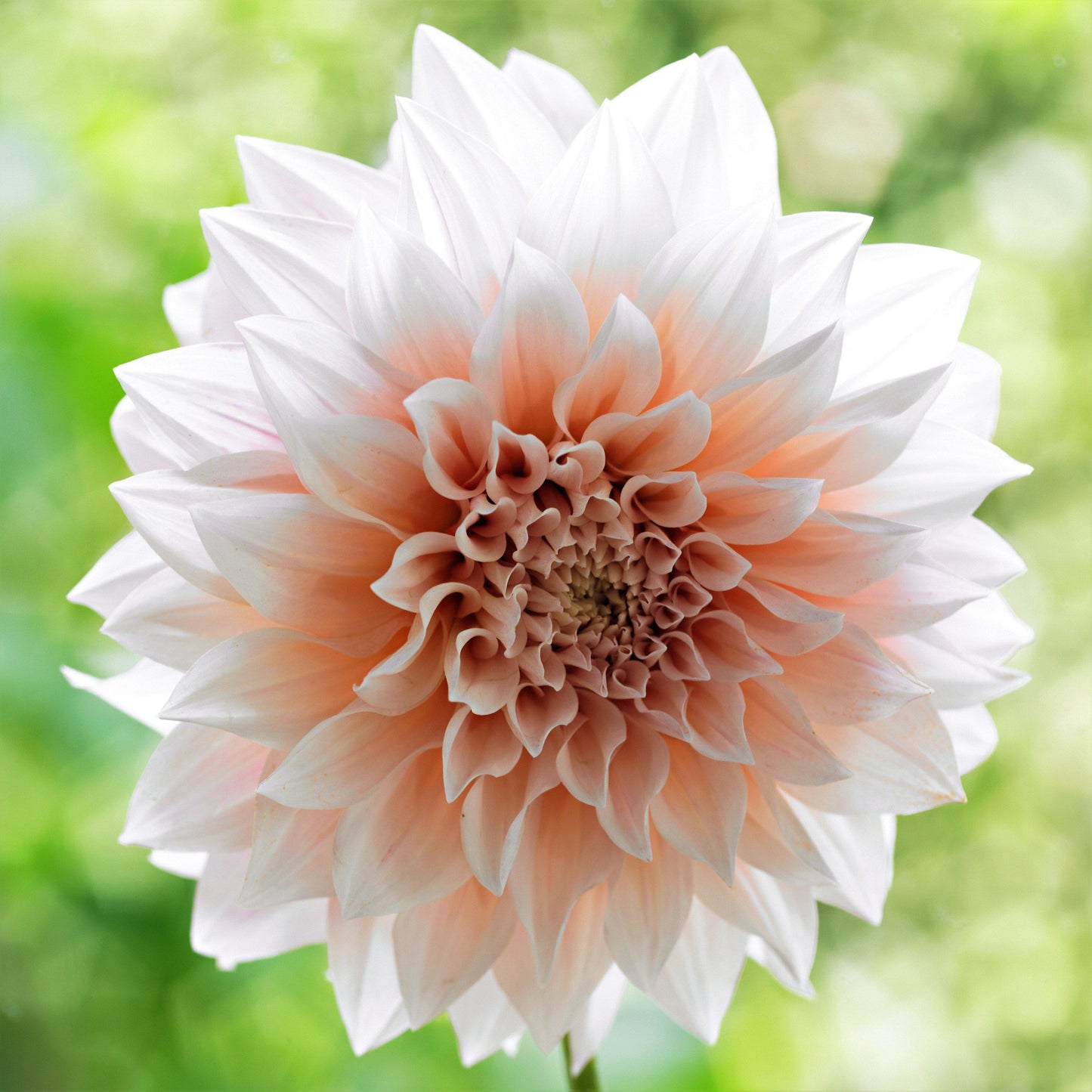 Cream & Peach Dahlia Bloom