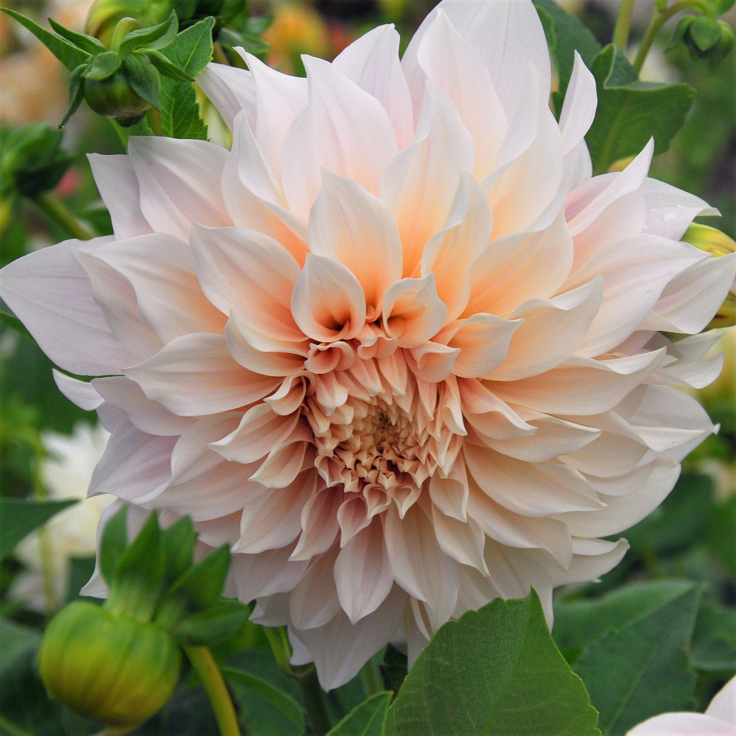 Dahlia - Cafe au Lait