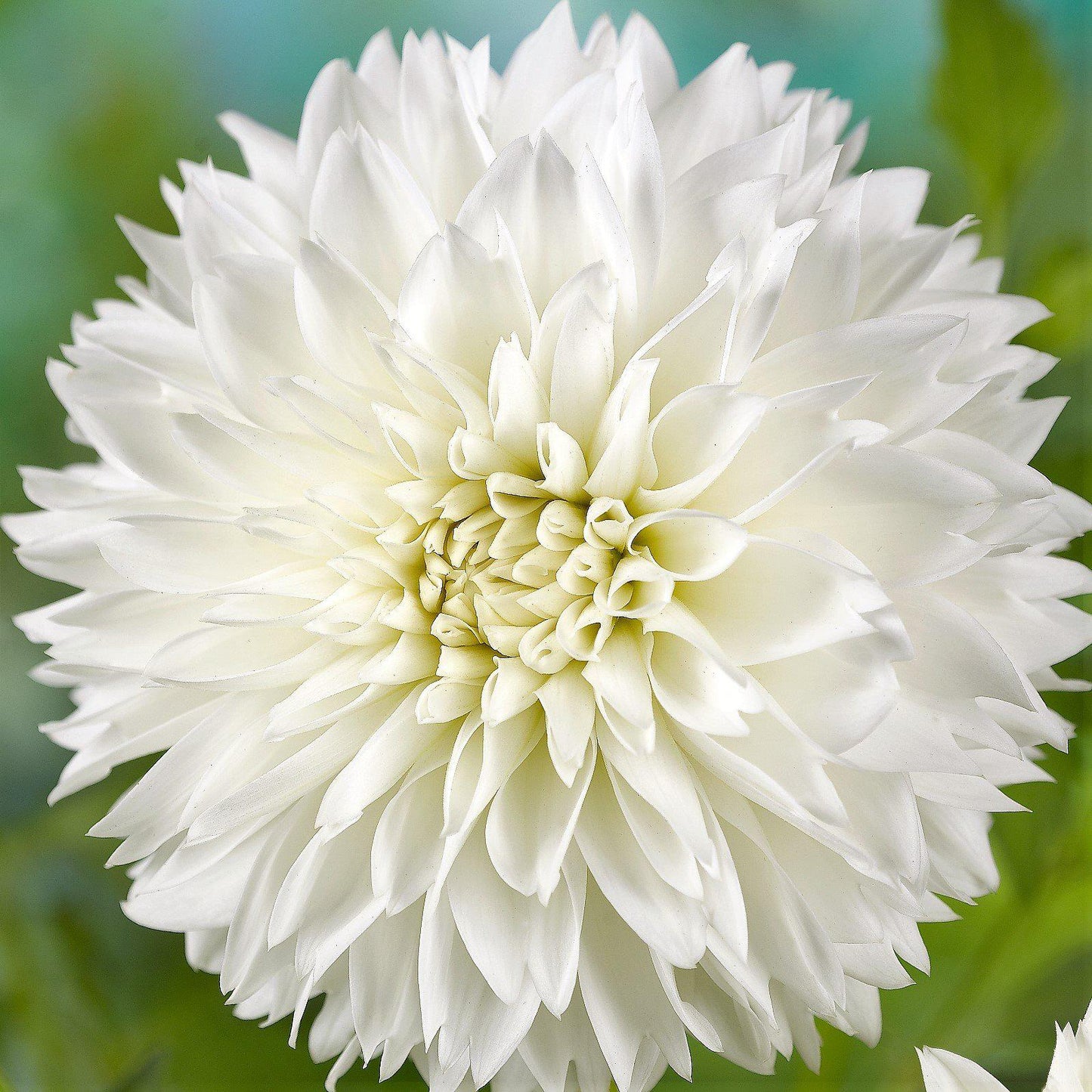 Bloom of Myama Fubuki Dahlia