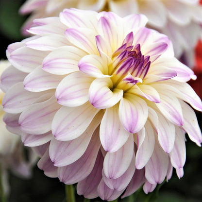 Gallery Monet White & Lilac Dahlia