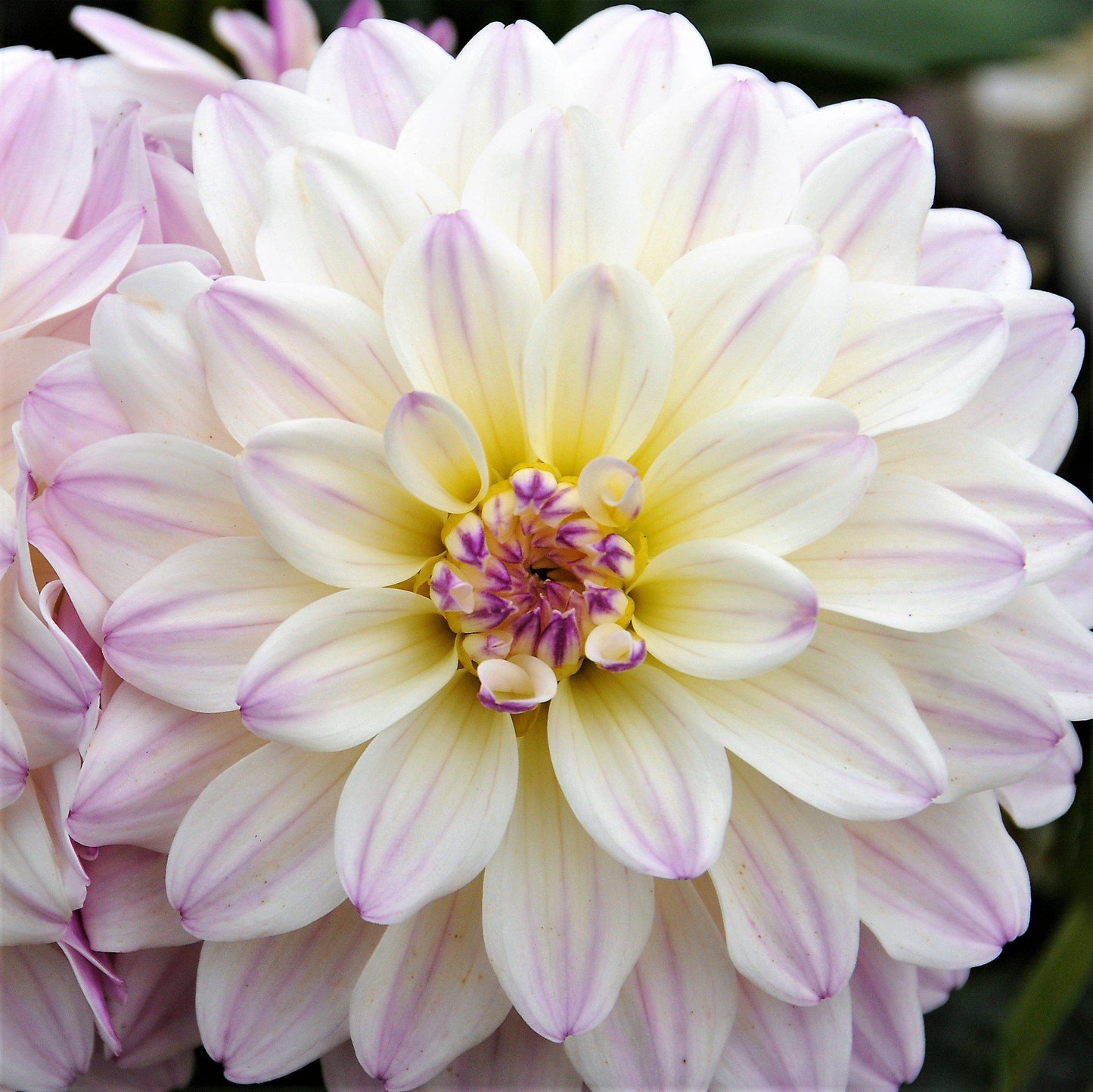 Gallery Monet White & Lilac Dahlia Bloom