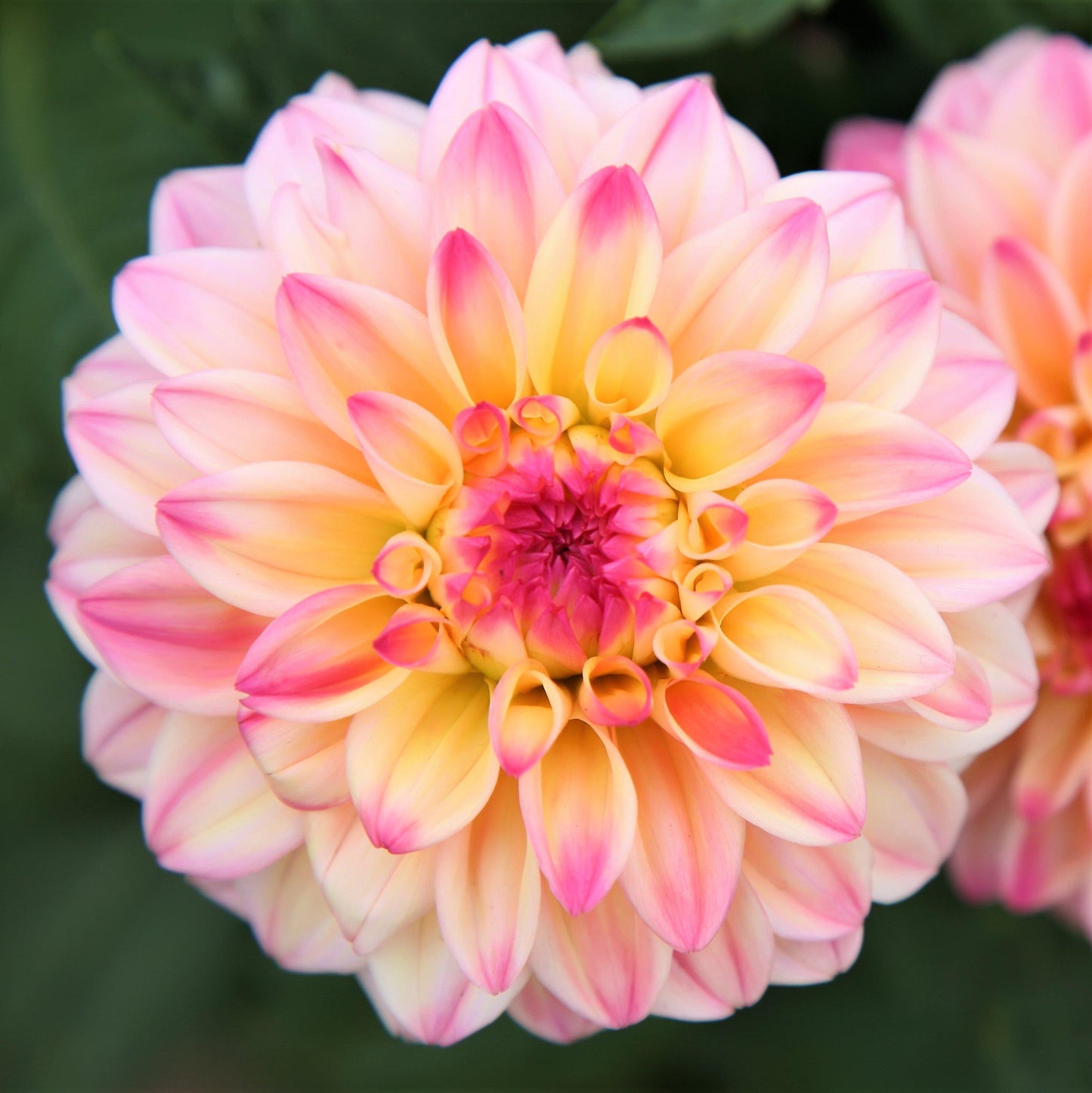 Gallery Secret Glow Pink Dahlia