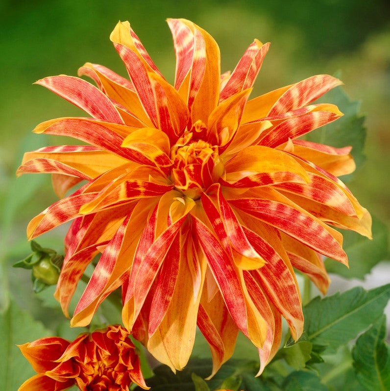 Giraffe Dahlia Bloom 