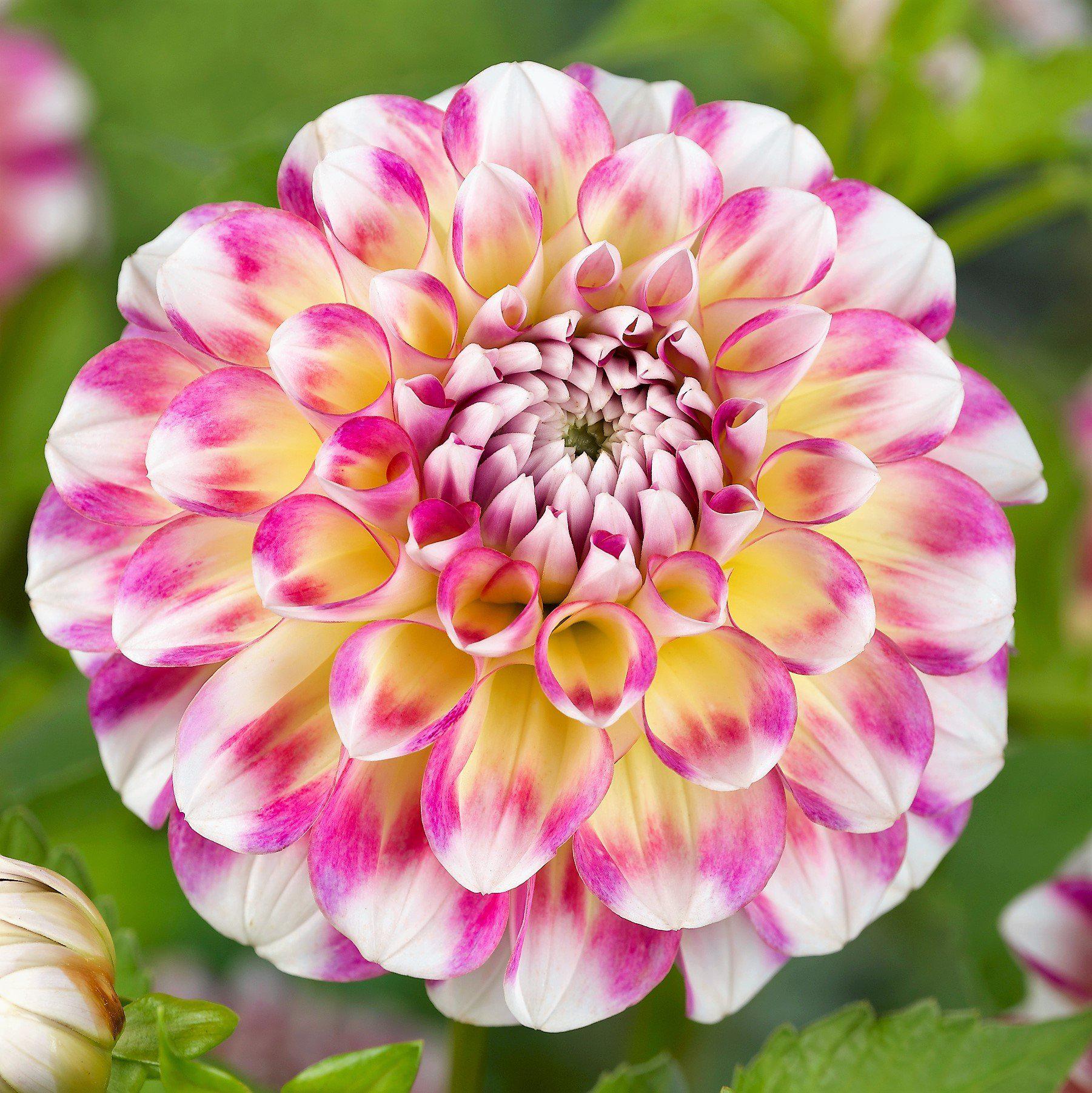 Hawaii White Red & Yellow Dahlia Bloom