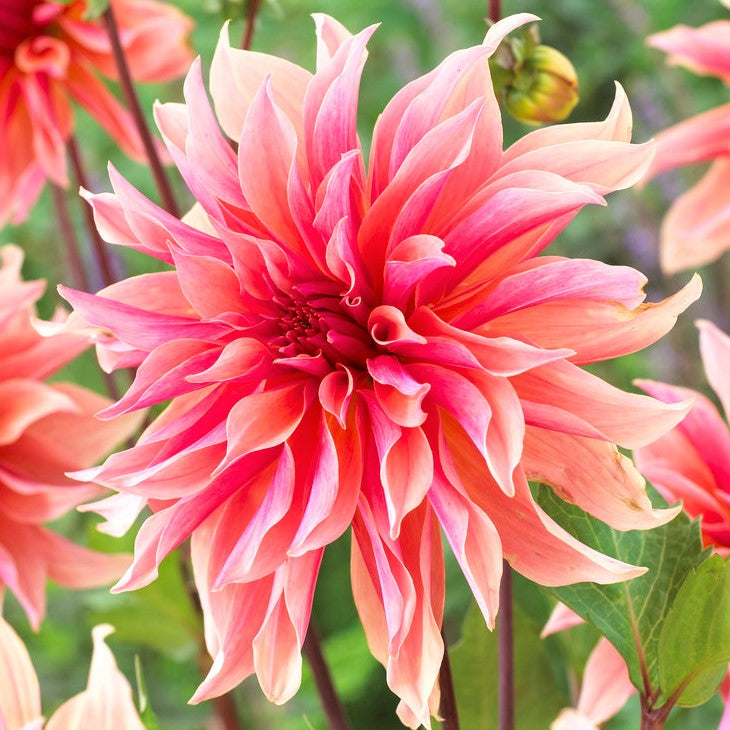 Labyrinth Peach & Pink Dahlia Bloom