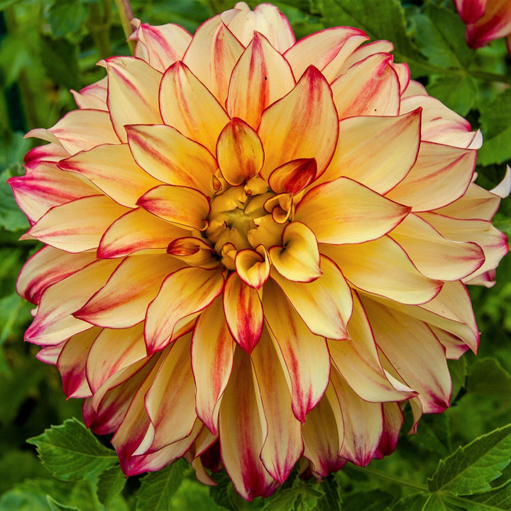 Dahlia Bulbs For Sale - Easy To Grow Bulbs