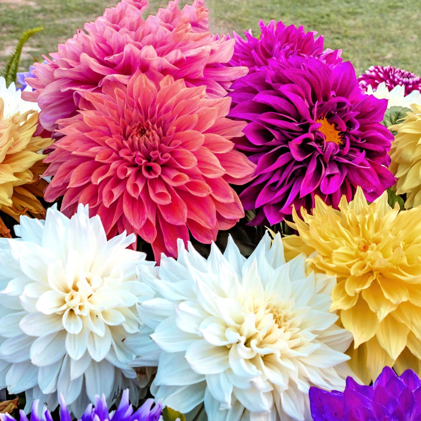 Dahlia - Dinner Plate Extravaganza Mix