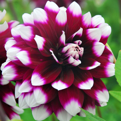 Bright Wine & White Mystery Day Dahlia