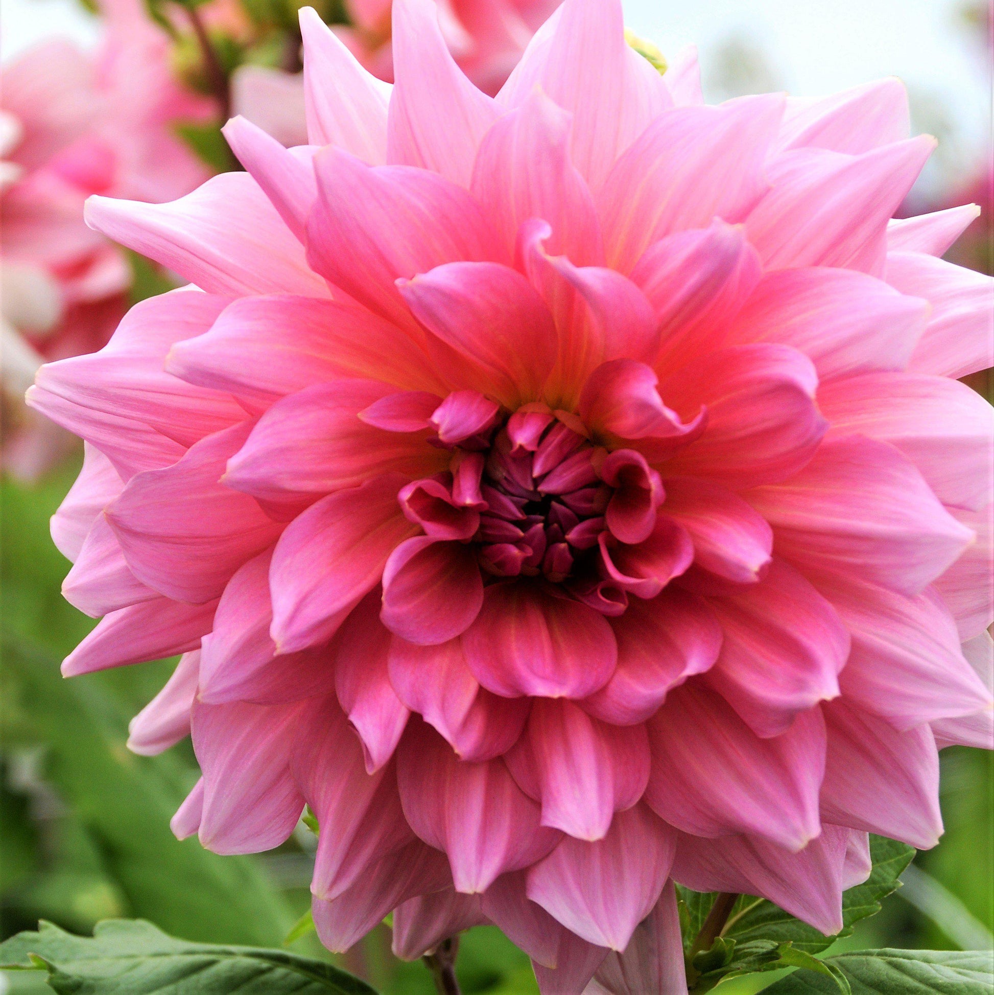 Warm Pink Otto's Thrill Dahlia