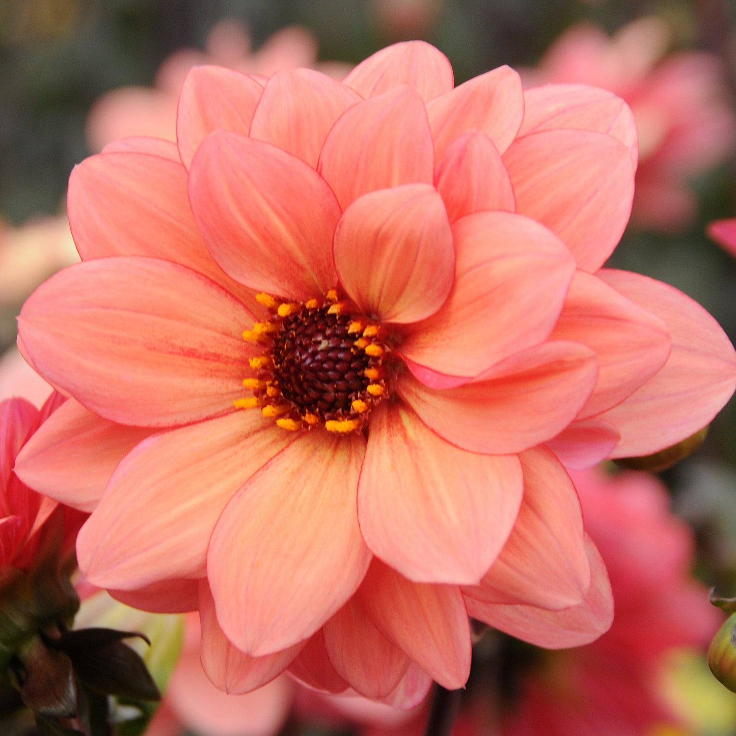 Dahlia - Poeme