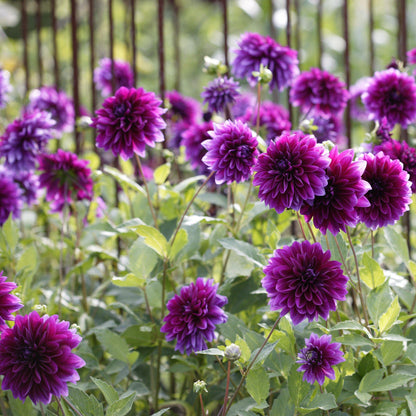 purple dahlia bloom