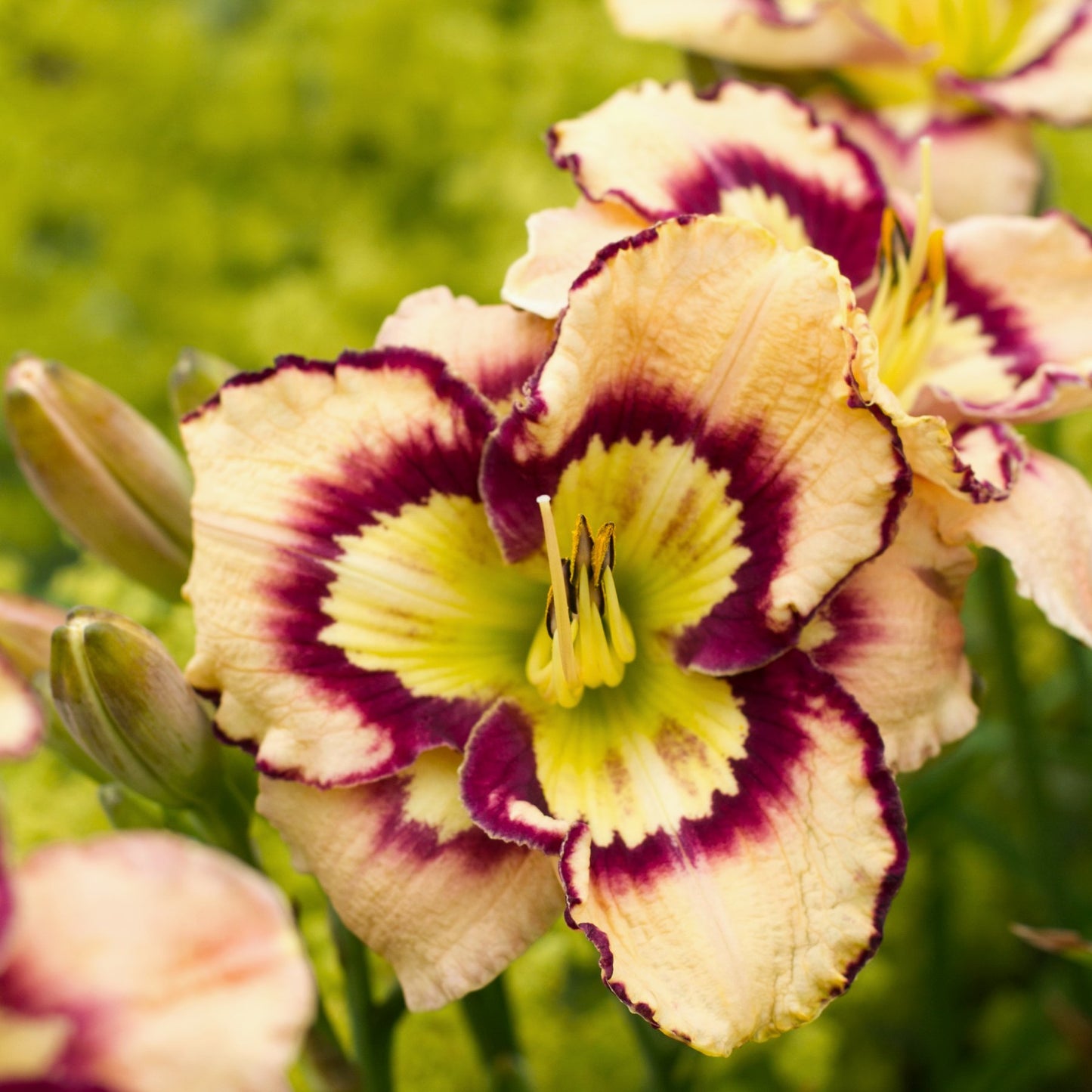 Striking Buttercream and Purple Spacecoast Sea Shells Daylily