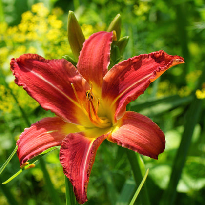 Carefree Daylily Bare Root Plants for Sale Online | Autumn Red – Easy ...