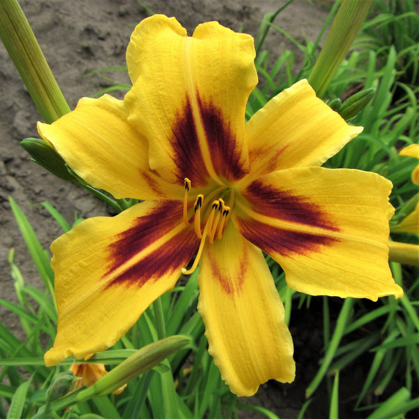 Buy Daylily Bulbs Online - Easy to Grow™ – Easy To Grow Bulbs