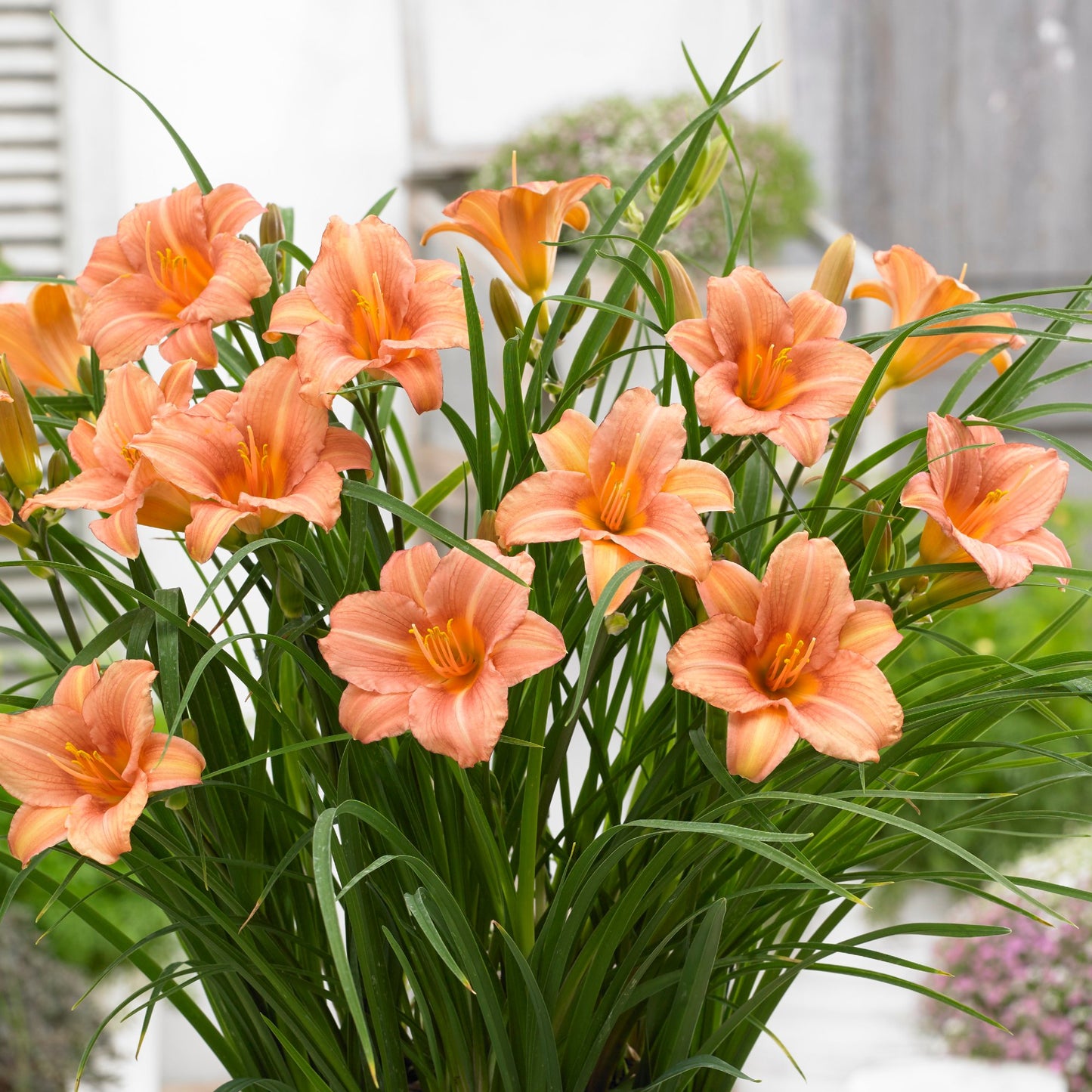 pink daylily