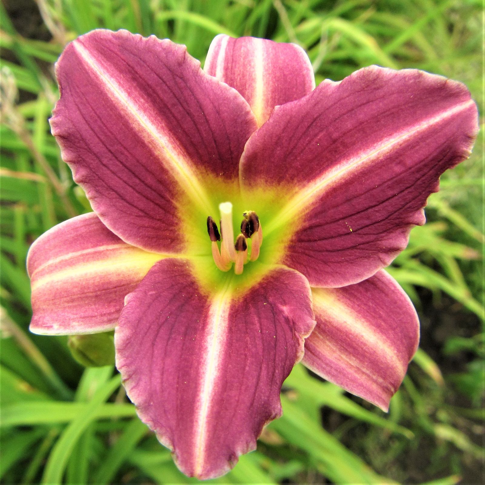 Daylily Mary Reed - dark pink with light yellow midrib