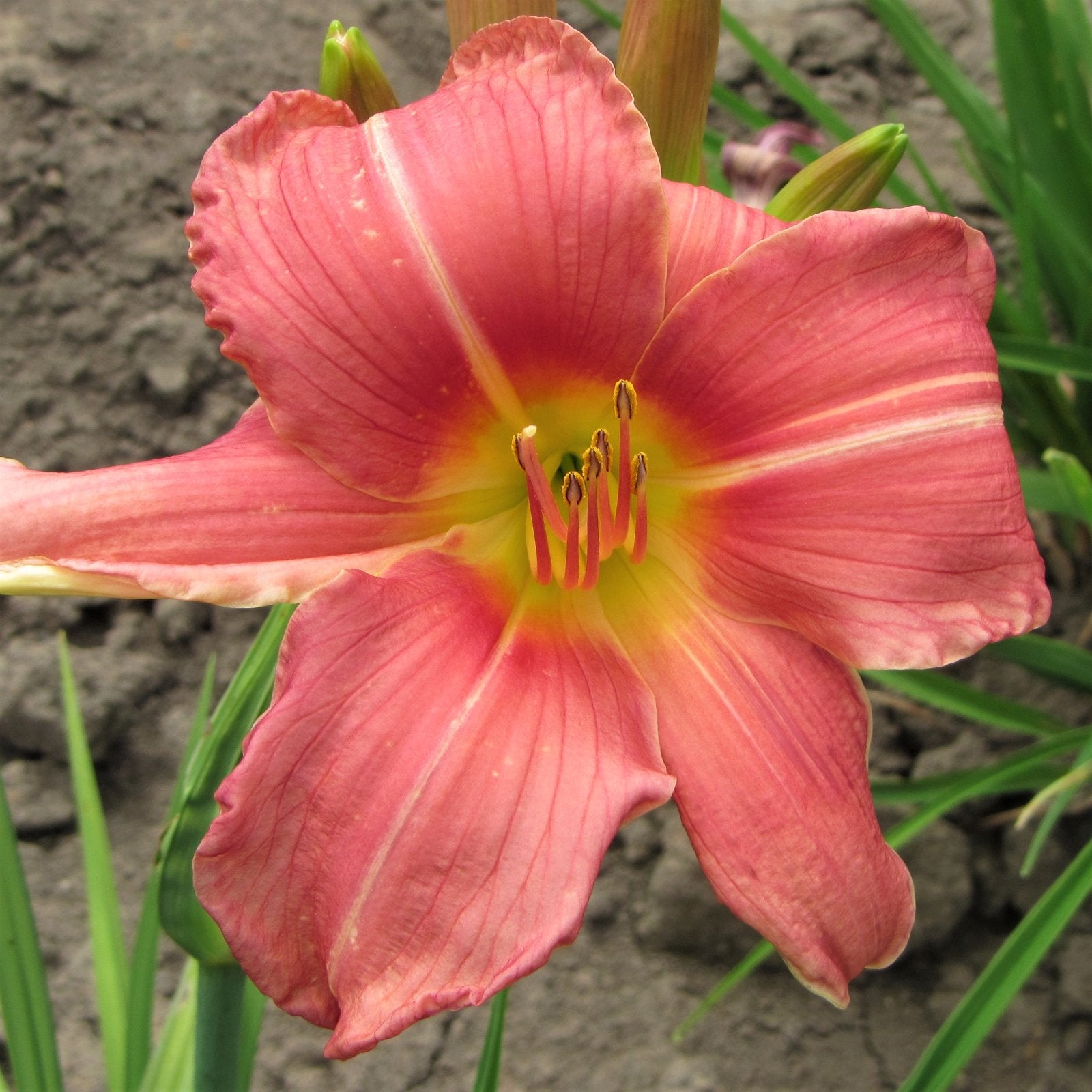 Daylily Prairie Bell - lovely dark salmon pink blooms