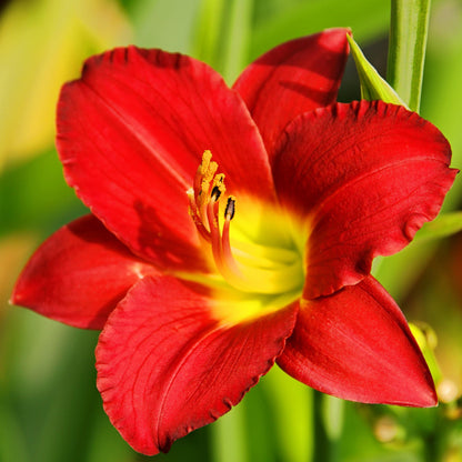 red daylily flower