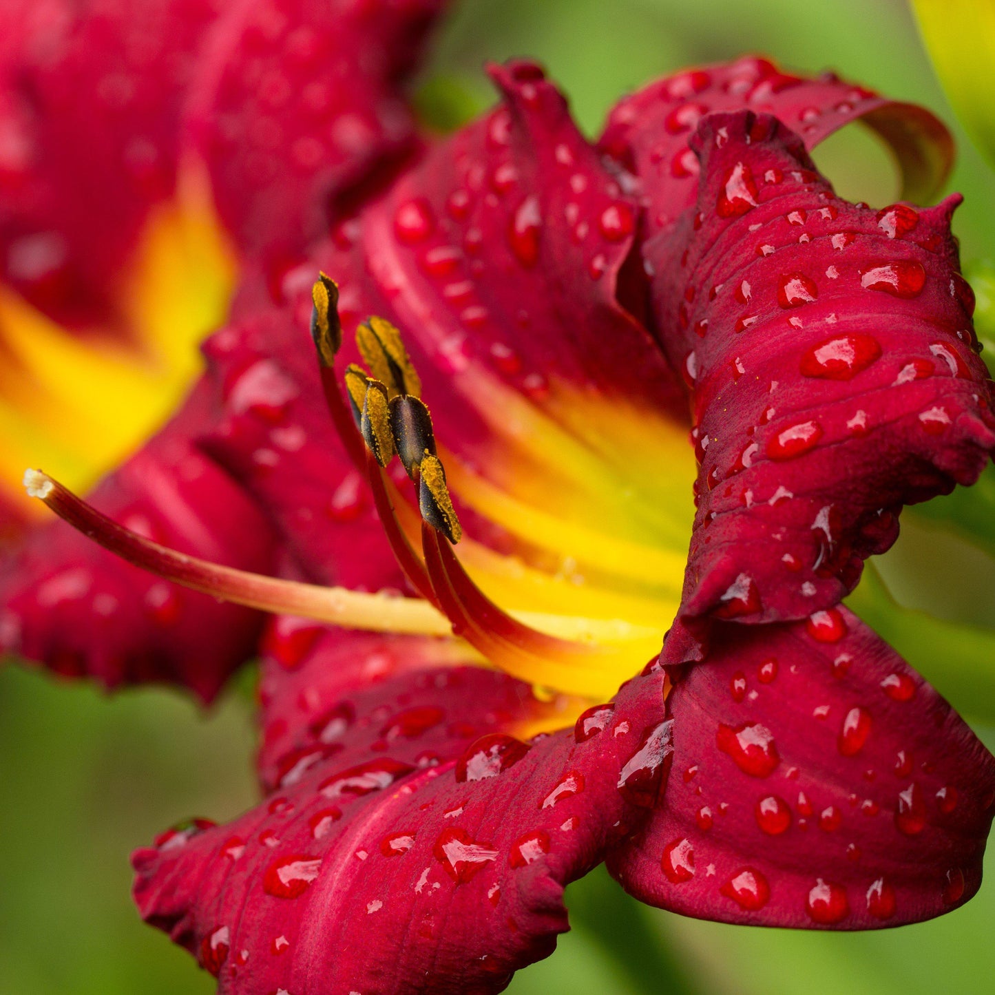 red daylily flower