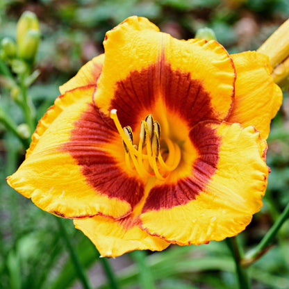 orange and yellow daylily flower