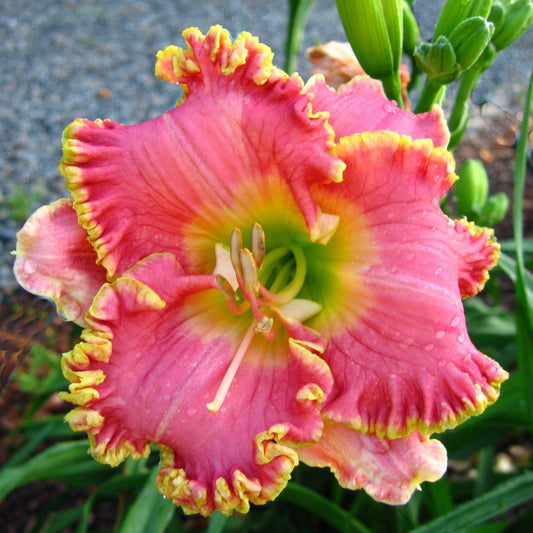 Diva's Choice Daylily flower