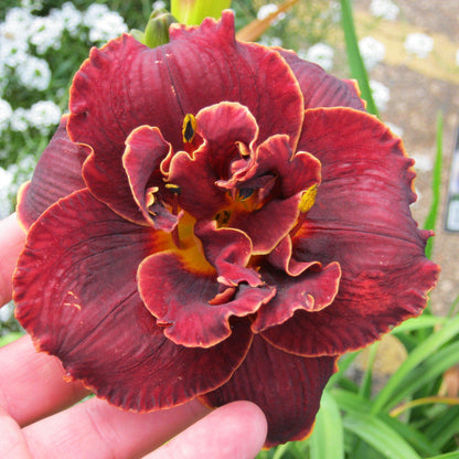 Daylily - Night Embers