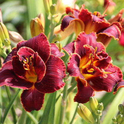 Daylily - Night Embers