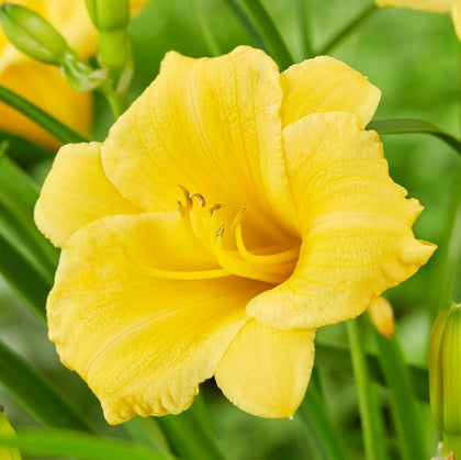 Stunning Yellow Daylily Plants For Sale Online | Stella De Oro – Easy ...