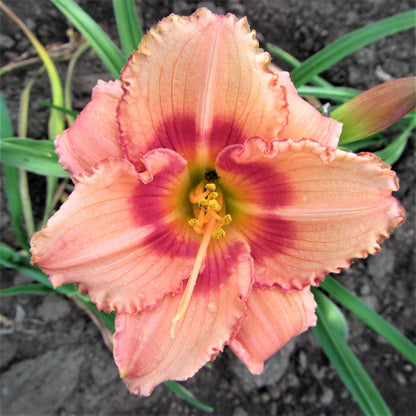 Sweetly Colored "Strawberry Candy" Daylily