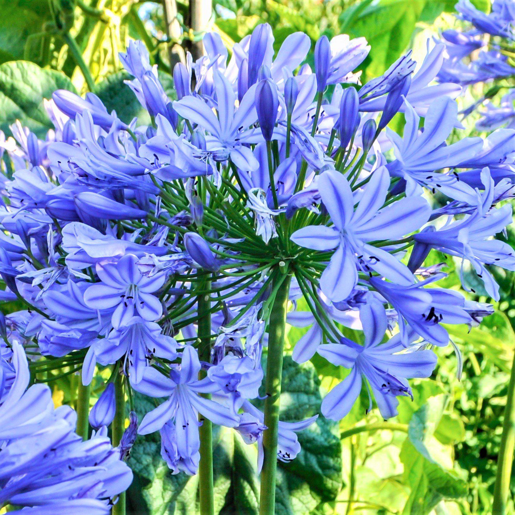 Beautiful Agapanthus Delft Blue