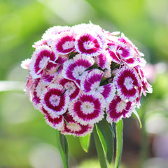 Petite Ingredient:Edible flower business in full bloom