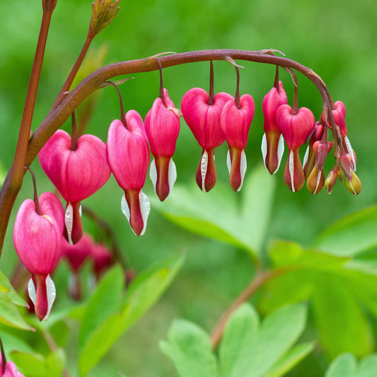 Old fashioned bleeding heart flowers